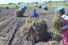 十勝で生産される高品質の小豆は、全国の老舗菓子店や大手菓子メーカーから注目されている。写真は本別で行われたニオ積み作業(9月)