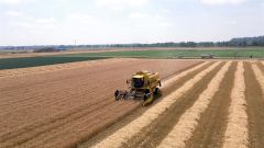 十勝は日本の小麦主産地で生産量は全国の1割を占める。写真は芽室での秋まき小麦の収穫風景(7月)