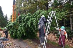 広尾町内の山林内で掘り出されたジャンボツリー用のトドマツ(8日午前9時50分)