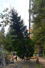 広尾町内の山林内で掘り出されたジャンボツリー用のトドマツ(8日午前9時50分)