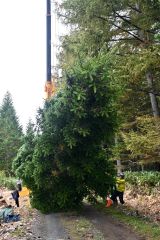 広尾町内の山林内で掘り出されたジャンボツリー用のトドマツ(8日午前9時50分)