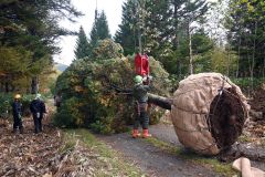 広尾町内の山林内で掘り出されたジャンボツリー用のトドマツ(8日午前9時50分)