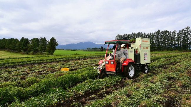 芽室で落花生収穫ピーク　さや数、大きさ「良」