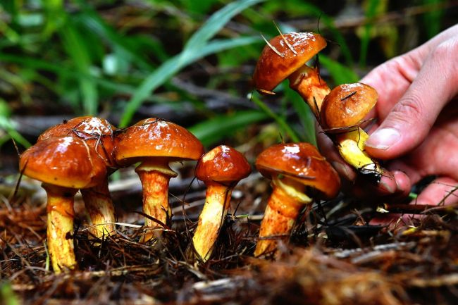 カラマツ林にぬめったかさ　秋キノコのハナイグチ