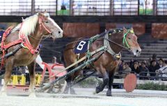 ナナカマド賞を制した(8)キョウエイエース(ばんえい十勝提供)