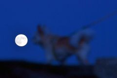 飼い主につられて犬も天体観測に(17日午後4時50分ごろ、帯広の森の「もりの山」で。塩原真撮影)