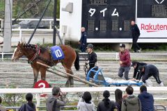 歩が止まり、人力でそりを押してもらう1才馬(須貝拓也撮影)