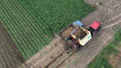 管内でビートの収穫が本格化している(12日士幌町幹西、星野広翔がドローンで撮影)