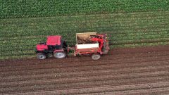 管内でビートの収穫が本格化している(12日士幌町幹西、星野広翔がドローンで撮影)