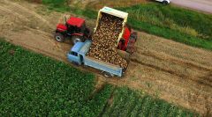 管内でビートの収穫が本格化している(12日士幌町幹西、星野広翔がドローンで撮影)