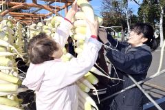 手際よくダイコンを天日干しにする平和園の従業員(22日午前9時半ごろ、須貝拓也撮影)