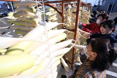 手際よくダイコンを天日干しにする平和園の従業員(22日午前9時半ごろ、須貝拓也撮影)