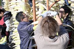 手際よくダイコンを天日干しにする平和園の従業員(22日午前9時半ごろ、須貝拓也撮影)