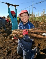 手慣れた様子でナガイモ掘る川西小学校の児童(24日午前11時10分ごろ、塩原真撮影)