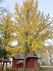 １０月２５日、幕別神社。ニックネームチョロ松パパさん投稿