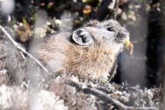 エゾナキウサギ、冬支度大忙し 然別湖