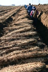 3日に始まった川西のナガイモ収穫(午前9時ころ撮影)