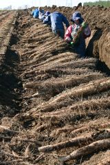 3日に始まった川西のナガイモ収穫(午前9時ころ撮影)