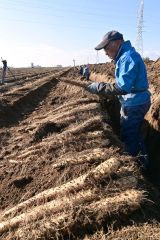 3日に始まった川西のナガイモ収穫(午前9時ころ撮影)
