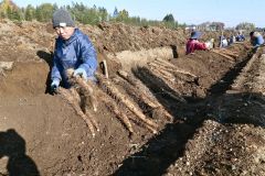 3日に始まった川西のナガイモ収穫(午前9時ころ撮影)