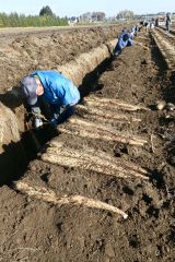 3日に始まった川西のナガイモ収穫(午前9時ころ撮影)
